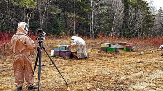 La Semaine Verte - Une vie dédiée aux reines