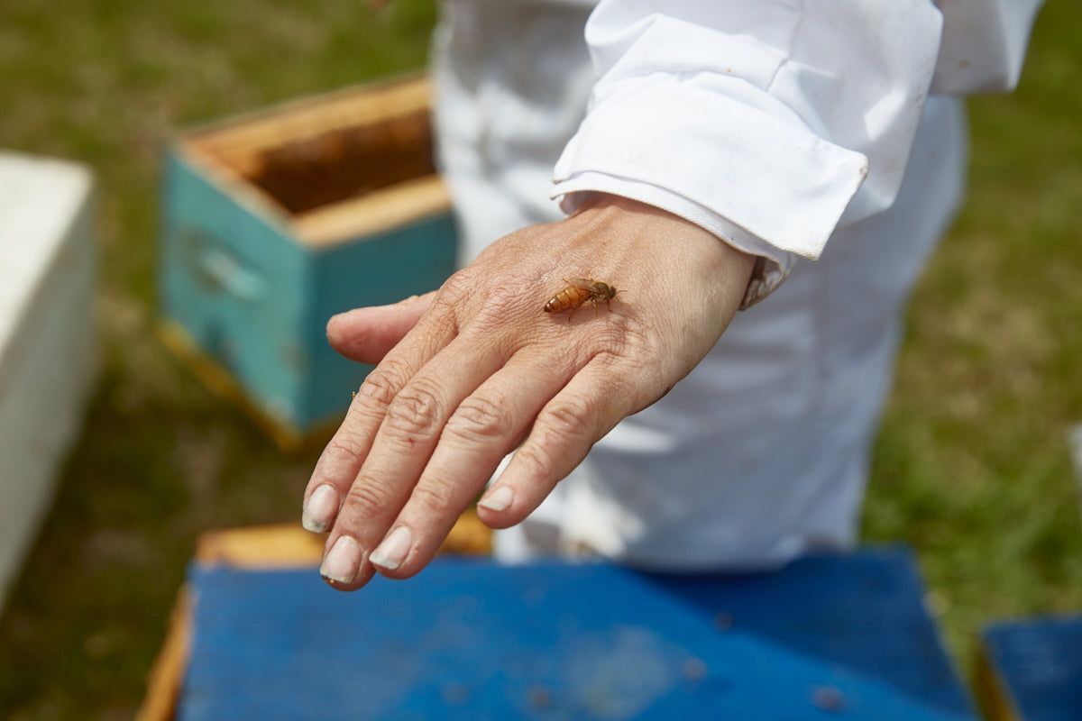 Reines fécondées - Saison 2025