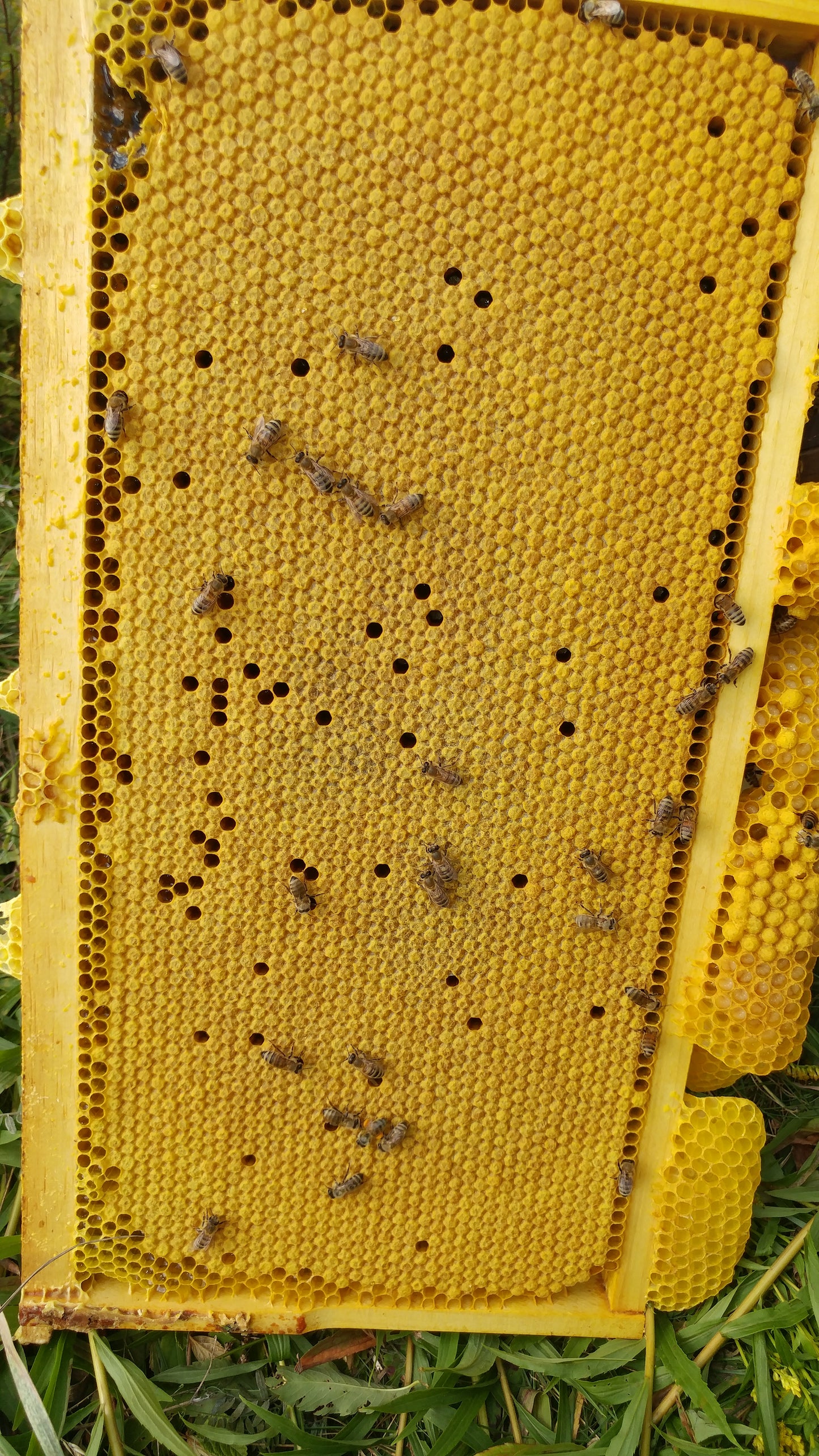 Reines fécondées - Saison 2025