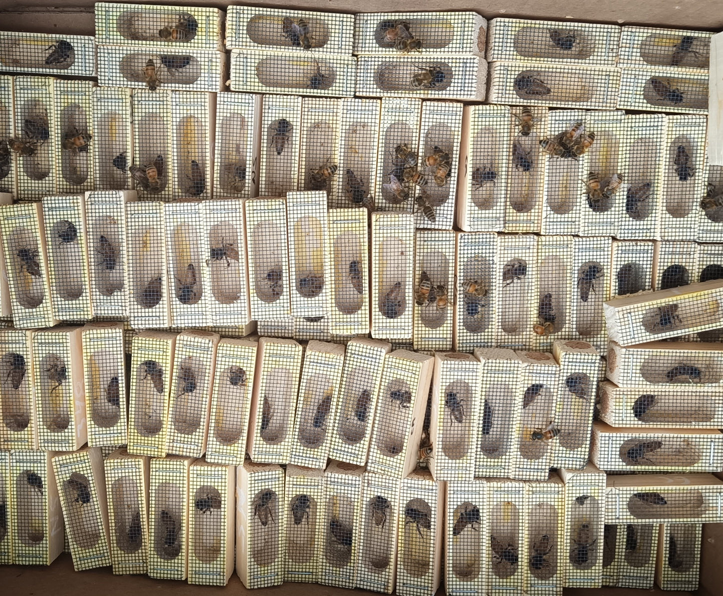 Reines fécondées - Saison 2025