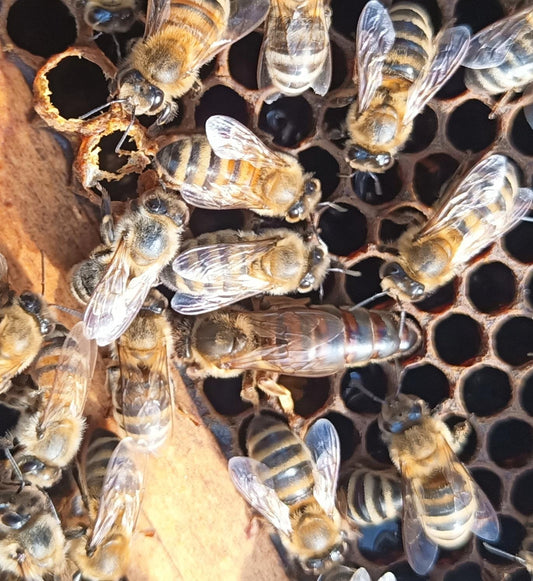 Reines fécondées - Saison 2025